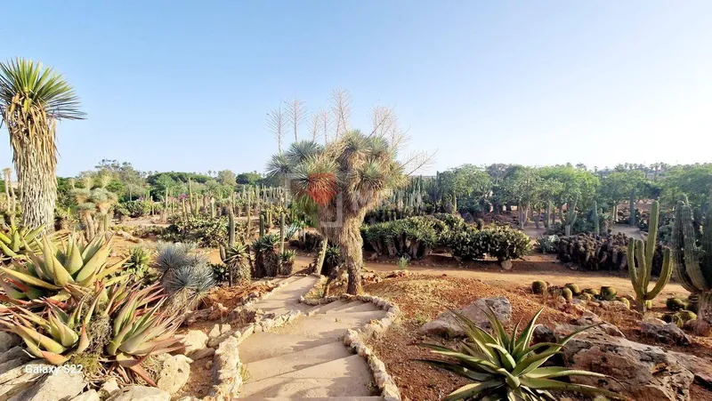 Plot for sale – Ses Salines (Mallorca) — photo 6