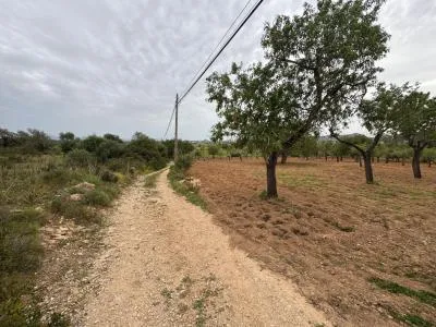 Rural Land - Porreres — photo 11