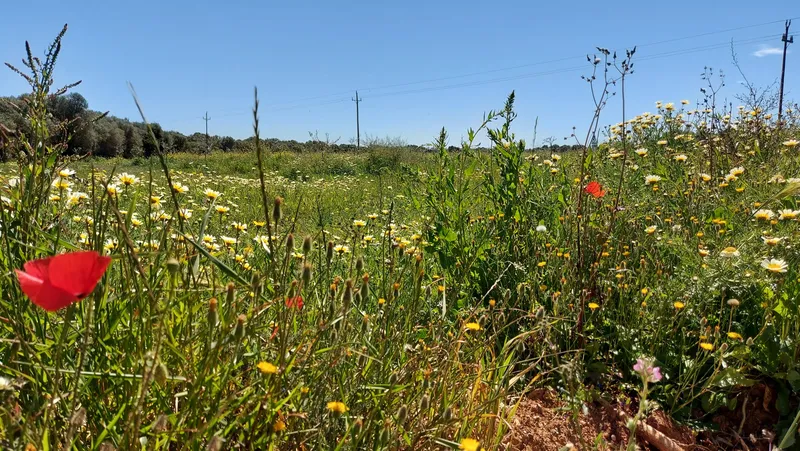 I-5037 Rustic Plot between Campos and Sa Ràpita: Nature and Privacy a Step from the Sea — photo 5