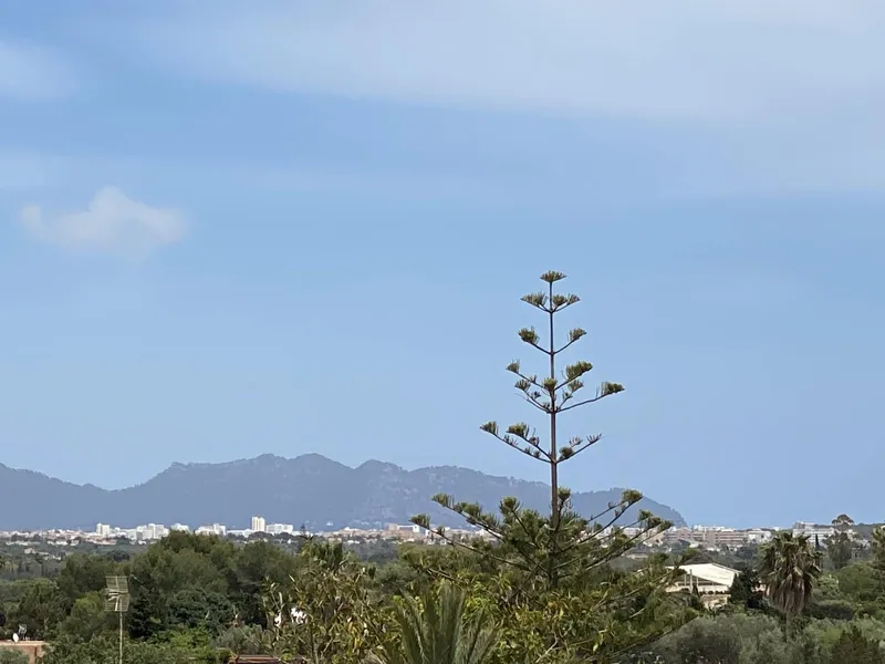 Finca/Country House for sale in Portocristo / Port de Manacor, Manacor, Mallorca — photo 10