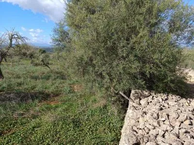 Rustic Land - Costitx, Plot Surface 60138m² — photo 7