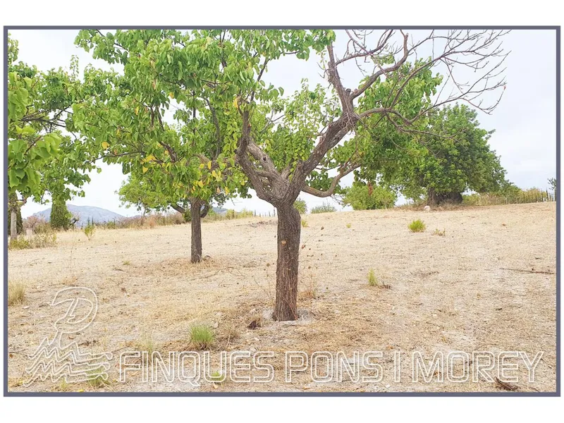 Land — photo 2