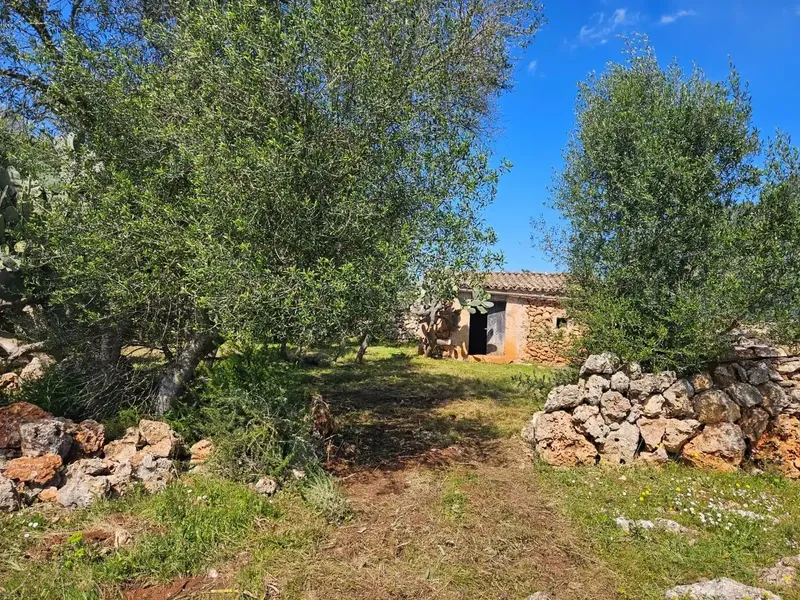 Unique opportunity to acquire a large rustic estate in the tranquil municipality of Costitx, in the heart of Mallorca. — photo 1