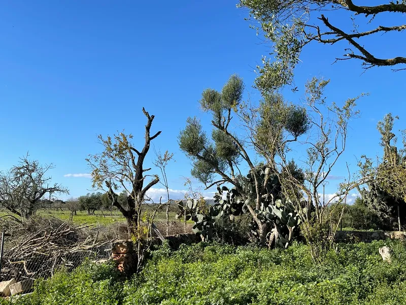 Small rustic finca with land of 20,000 m² for sale with project for a detached house of 225 m² — photo 11