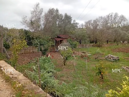 Traditional orchard in a natural setting with versatile possibilities — photo 1