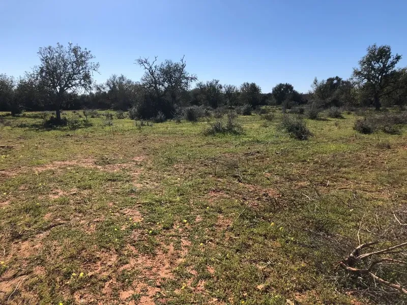 Land in Porreres, Mallorca — photo 10
