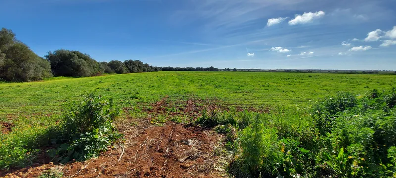 I-3080 Spectacular estate between Campos - Sa Ràpita of 85,000 m2 ideal for horses — photo 11