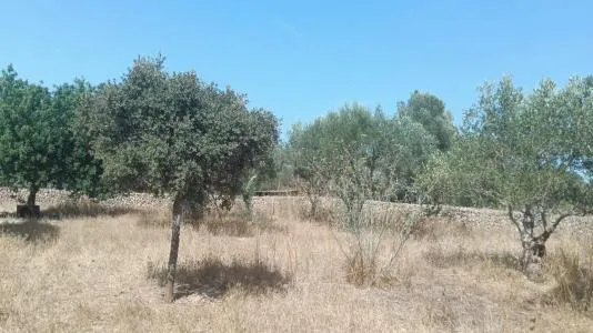 Rustic Land - Santa Margalida — photo 10