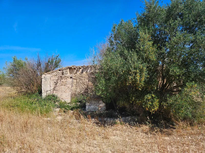 Rustic developable plot in Sineu — photo 3