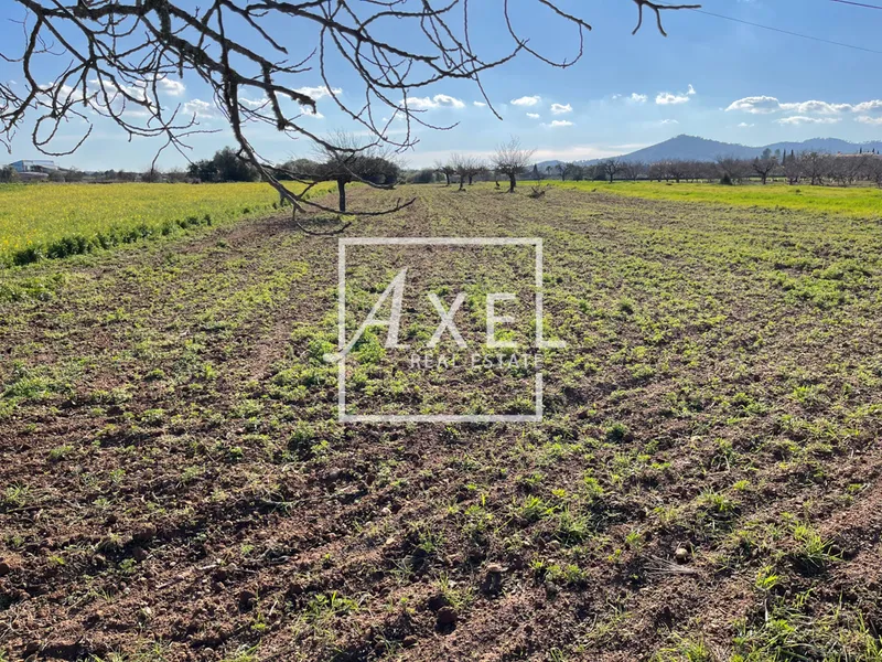 Small plot near Porreres, very good arable land — photo 2