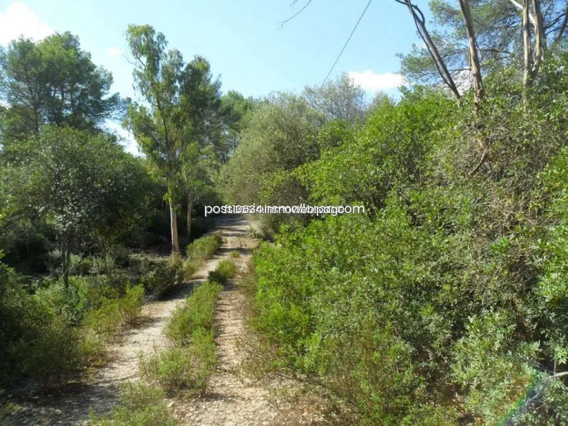 Land in Sencelles, Province of Balearic Islands — photo 11