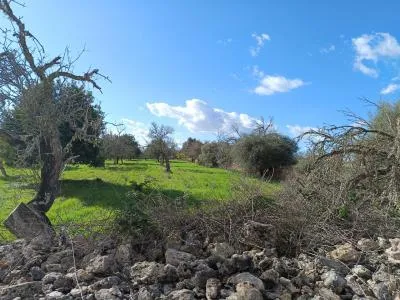 Rustic Land - Costitx, Plot Surface 60138m² — photo 2