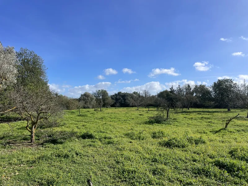 Beautiful natural stone finca with pool and holiday rental license near Llucmajor — photo 5