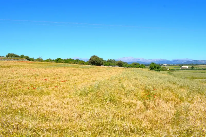 Set of plots totaling 14,100m2 with possibility of building a house in Muro in a quiet area with clear views of the Serra de Tramuntana — photo 6