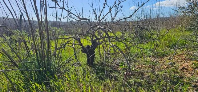 Rural Land - Santa Maria del Cami, Plot Surface 7076m² — photo 1