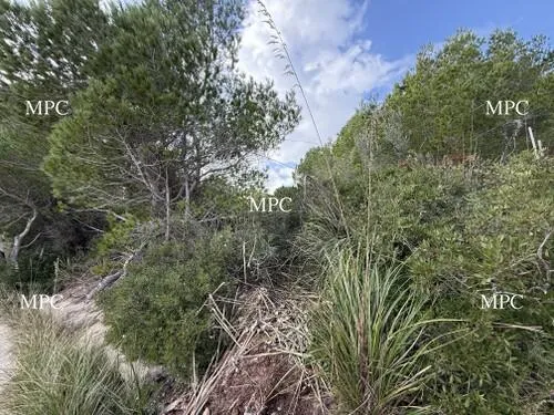 Luxury Villa Project Near Cala Mesquida Beach – Mallorca — photo 1