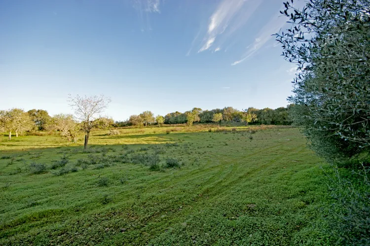 Rustic plot between Felanitx and Portocolom — T 28 VK CM — photo 5