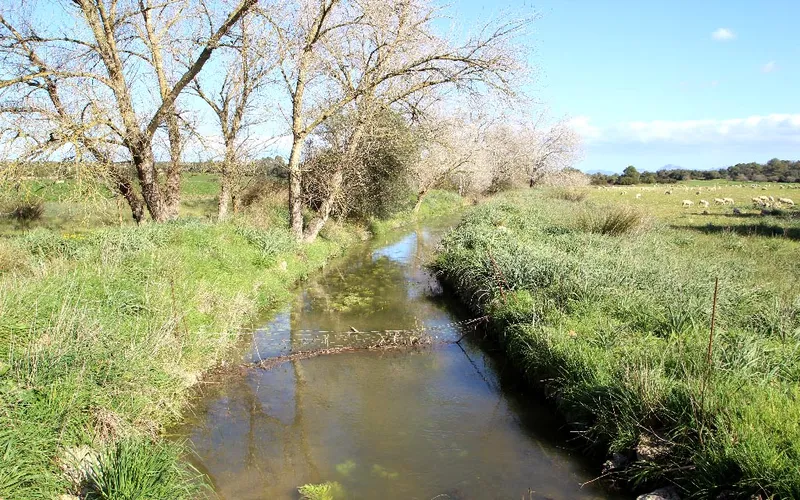 Finca with 28 hectares and 6500 m² built, 10 minutes from the beach of Muro. — photo 11