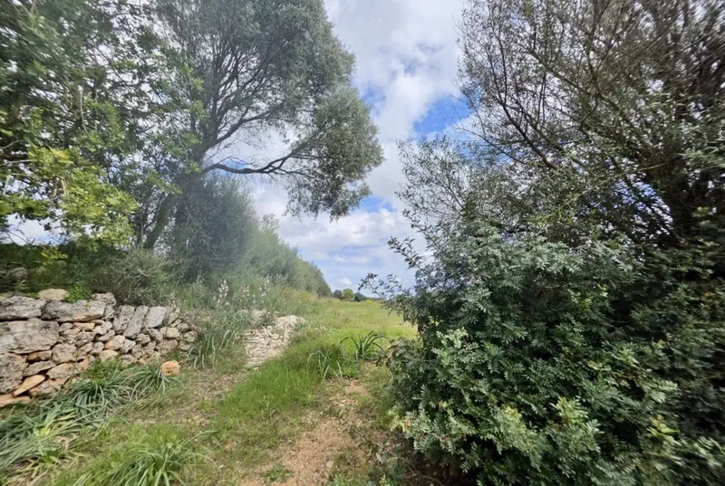 Buildable Plot Sencelles — photo 10