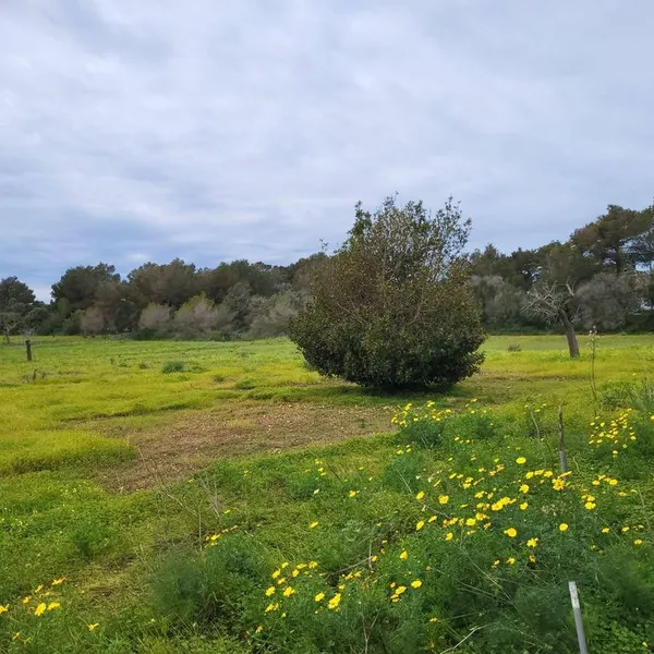Land in Llucmajor, Province of Balearic Islands — photo 5
