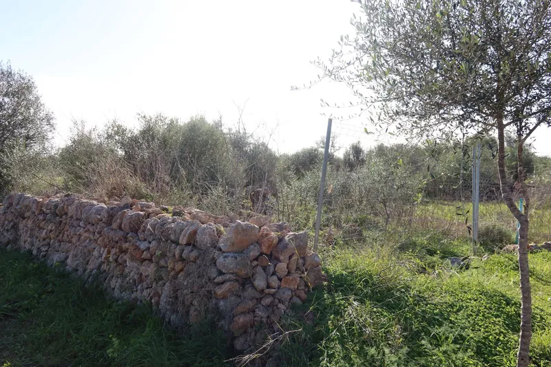 Buildable plot with great privacy in Campos – 14,625 m² — photo 7