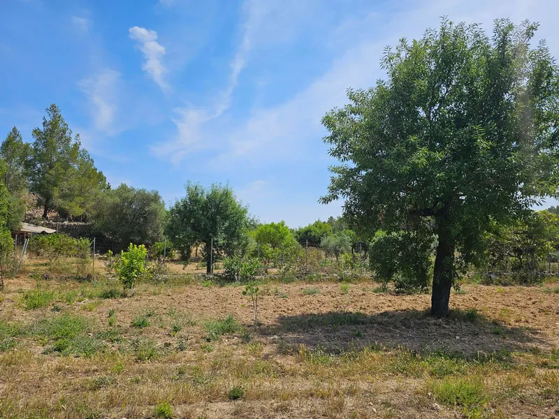 Quiet agricultural property in Calvià - 3,500 m² of nature, privacy and rural charm — photo 5