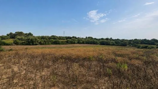 Plot of land - Manacor (Son más) — photo 2