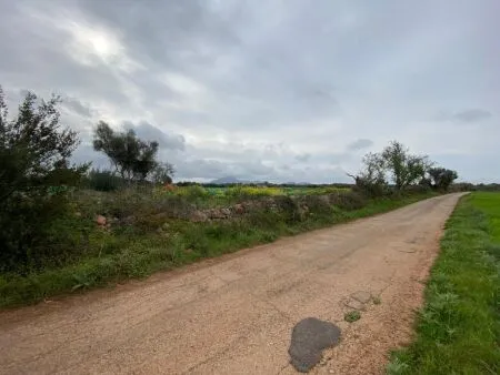 Rural Land - Felanitx, Plot Surface 15817m² — photo 5