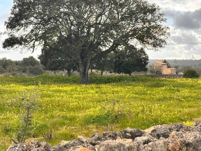 Rustic plot of 18,000 m2 in Sineu with building permit — photo 7