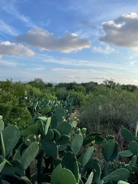 Plot in Ses Salines — photo 2