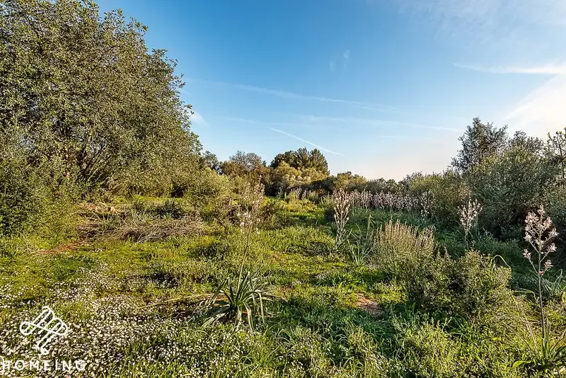 On the road from Algaida to Santa Eugenia. Cozy rustic property with over 3,800 m² of land and a 130 m² house — photo 9