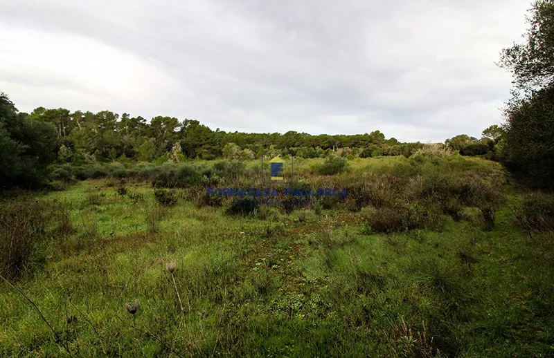 Rustic Finca in Llucmajor - Mallorca — photo 2
