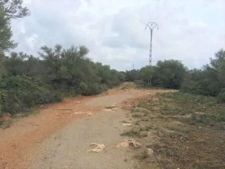 Urban plot of land - Llucmajor (Llucmajor (Campo)), plot surface 302.67m2 — photo 12