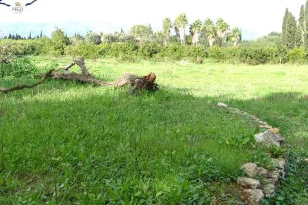 Rustic property - Llubí (Llubi), Built Surface 208m², Plot Surface 7500m², Distance to the sea 15 km — photo 8