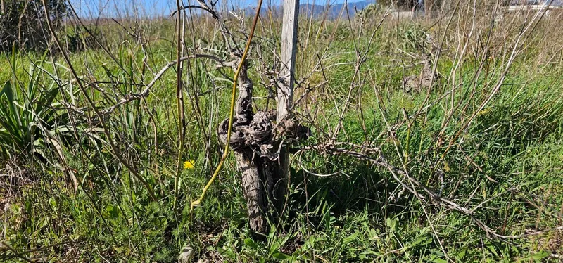 Plot in Santa Maria — photo 9