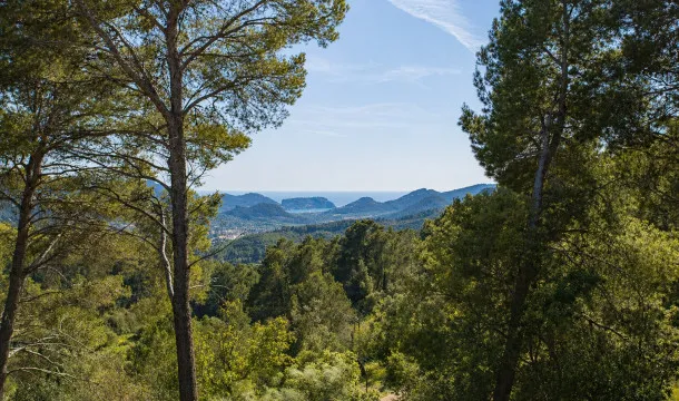 Finca with views over the port and holiday rental licence in Andratx — photo 5