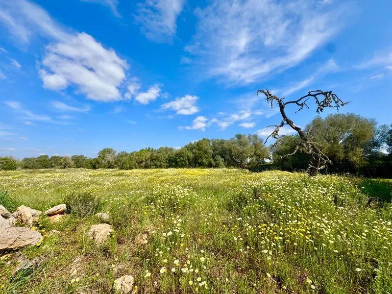 Exclusive rustic plot in a privileged setting near the best beaches of Mallorca — photo 11