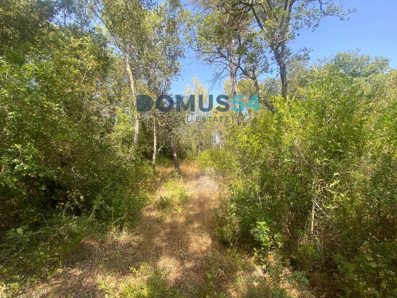 Non-building rural land in Alcudia. Holm oak forest. — photo 5