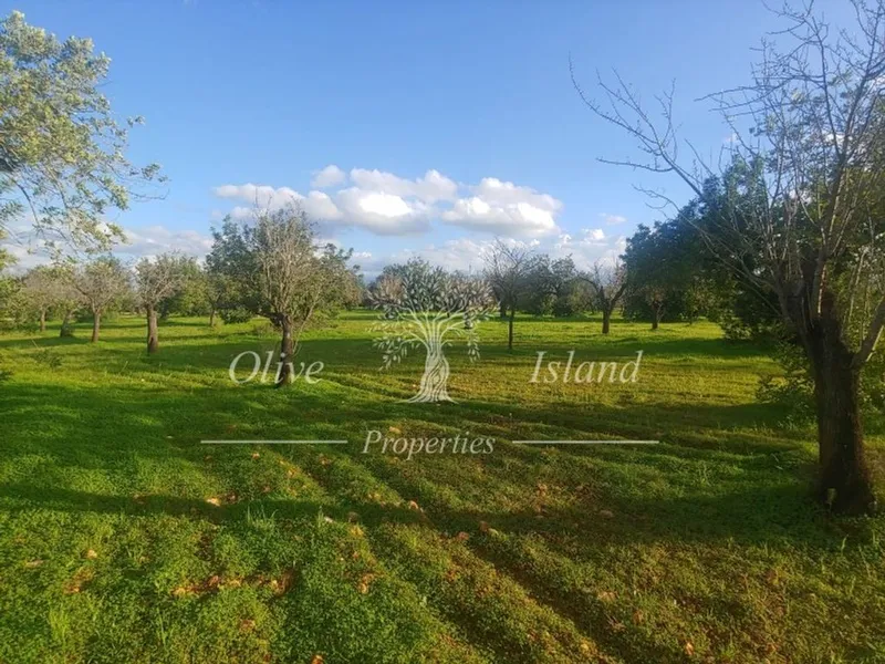 Land in Marratxí, Province of Balearic Islands — photo 1