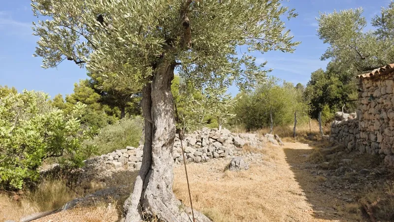 Olive grove in Fornalutx with tool shed — photo 1