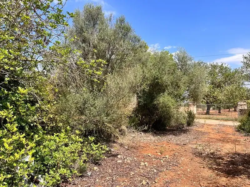 Llucmajor, 7,900 m² plot, very easy access, asphalted road, ideal for weekends. Plot with lots of garrigue. Ref. 3748 [IW] — photo 2