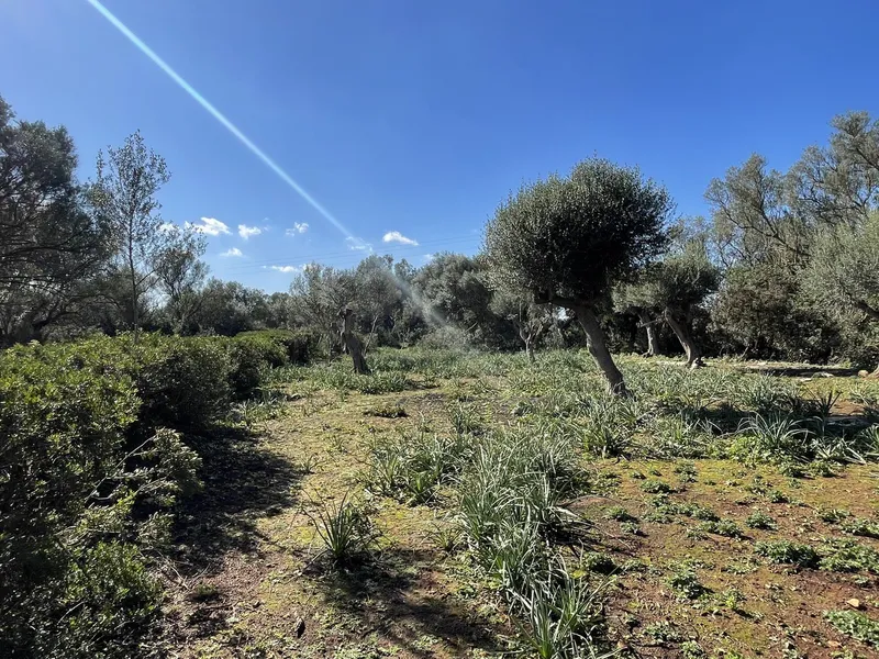 Building plot between Porreres and Felanitx in construction — photo 12