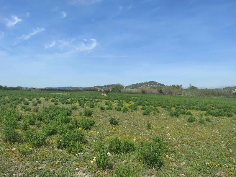 For Sale: Magnificent Estate of 24,800m2 with Project for a 350m2 Single-Family Home in Sineu — photo 11