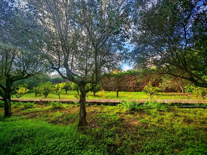 Legal with Habitability Certificate Rustic Property Palma-Establiments — photo 12