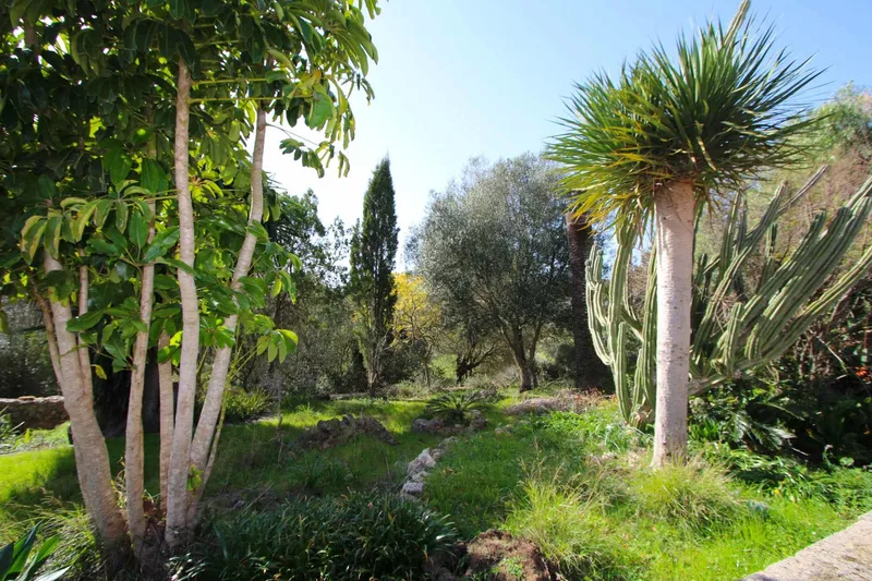 V585 – Exclusive plot with old finca to renovate between Sant Llorenç and Artà — photo 12