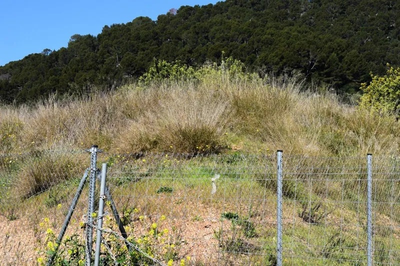 Plot for sale in Alaró with excellent construction potential — photo 8
