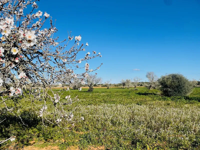 Peace and space: finca project between Campos and Sa Ràpita — photo 8