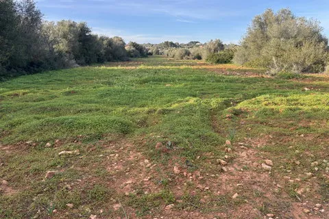 Land in Santanyi, Mallorca — photo 2