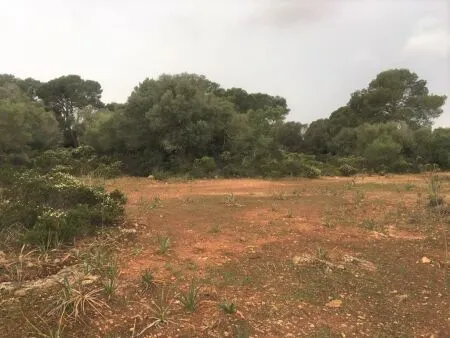 Urban plot of land - Llucmajor (Llucmajor (Campo)), plot surface 302.67m2 — photo 1