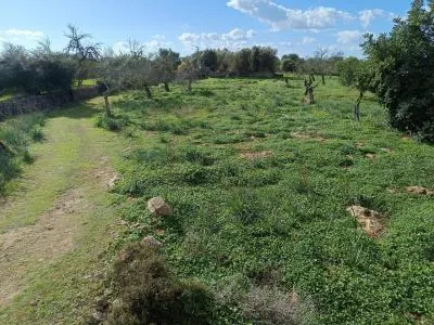 Rustic Land - Costitx, Plot Surface 60138m² — photo 5